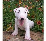 Bull Terrier Puppies  for sale.