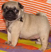 PUG EXCELLENT QUALITY PUPPIES FOR SALE @ 9999865594