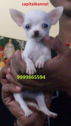 CHIHUAHUA EXCELLENT QUALITY PUPPIES  FOR  SALE ...