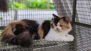 Calico Kitten For Sale In Patna