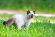 Siamese Kitten For Sale In Patna